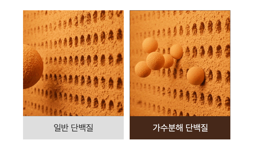 일반 단백질과 가수분해 단백질 입자 크기를 비교한 이미지