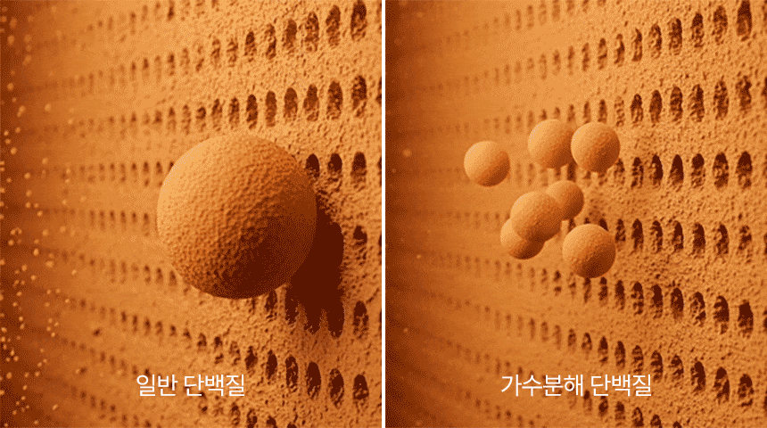 일반 단백질과 가수분해 단백질 입자 크기를 비교한 이미지