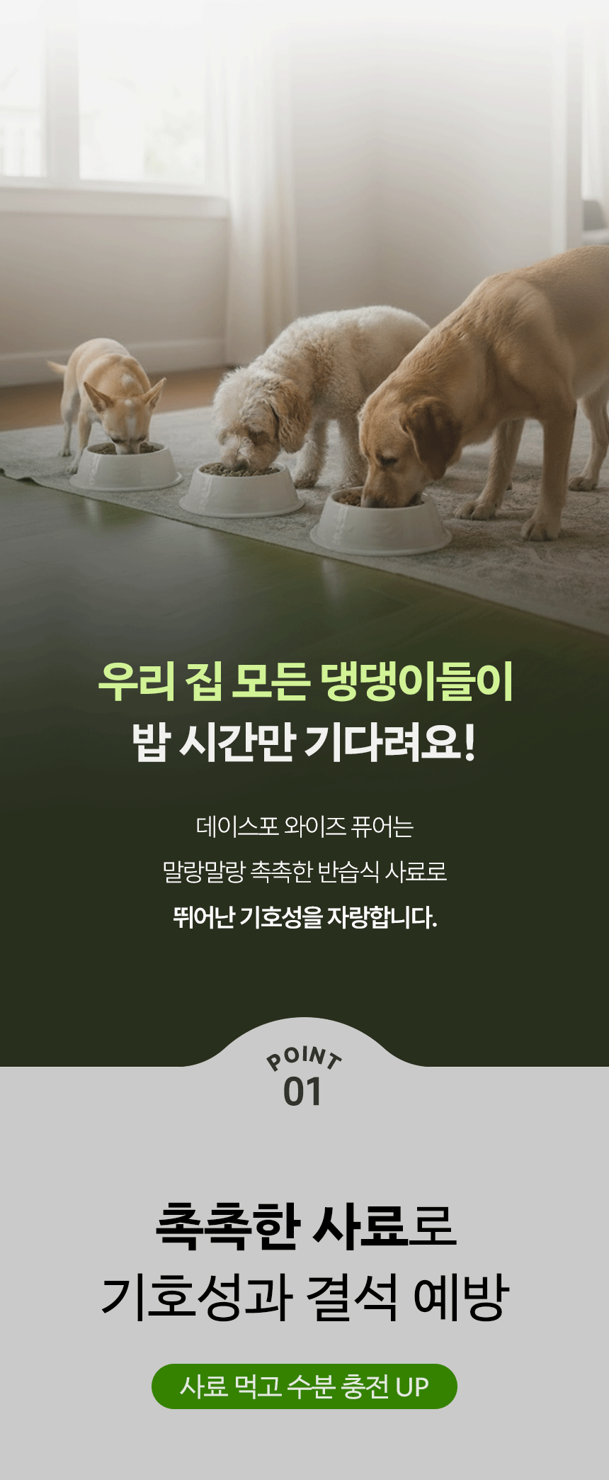 강아지 세 마리가 밥그릇에 사료를 먹는 사진과 포인트 문구